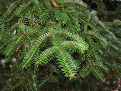 Abies numidica
