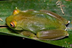 Aplastodiscus albosignatus