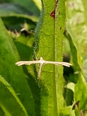 Pterophorinae