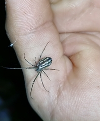 Leucauge