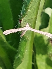 Pterophorinae