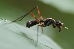 Taeniaptera trivittata