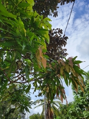 Mangifera indica image