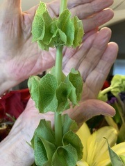 Moluccella
