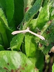 Pterophorinae