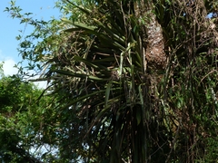 Wittmackia patentissima