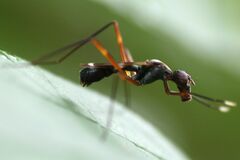 Taeniaptera trivittata