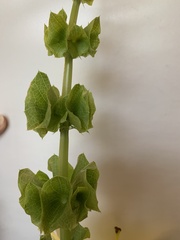 Moluccella