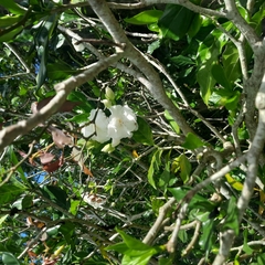 Tabernaemontana divaricata