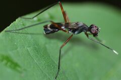 Taeniaptera trivittata