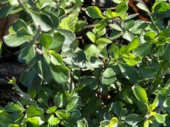 Condalia hookeri