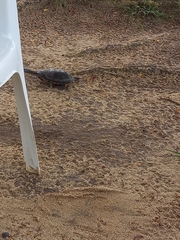 Acanthochelys radiolata