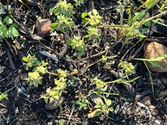Condalia hookeri
