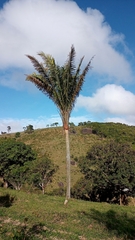 Attalea oleifera