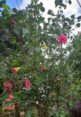 Hibiscus rosa-sinensis