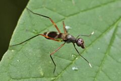 Taeniaptera trivittata