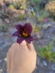 Salpiglossis sinuata