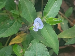 Commelina auriculata