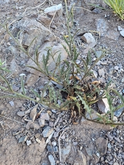 Salpiglossis sinuata