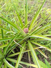 Ananas comosus image