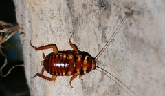 Periplaneta australasiae image