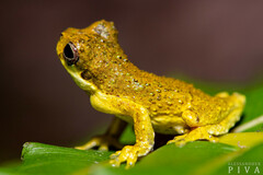 Dendropsophus microps