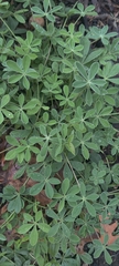 Lupinus texensis
