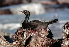 Phalacrocorax neglectus