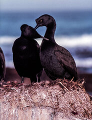 Phalacrocorax neglectus