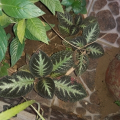Episcia cupreata