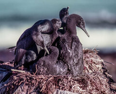 Phalacrocorax neglectus
