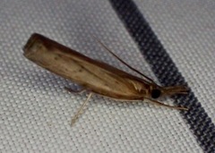 Fissicrambus mutabilis