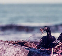 Phalacrocorax neglectus