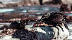 Phalacrocorax neglectus