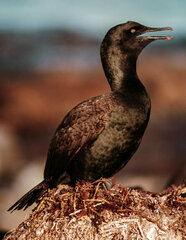 Phalacrocorax neglectus