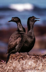 Phalacrocorax neglectus