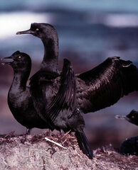 Phalacrocorax neglectus