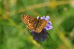Boloria titania
