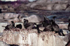 Phalacrocorax neglectus