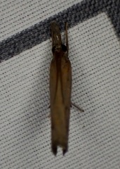Fissicrambus mutabilis