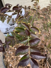 Ligustrum