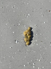 Aplidium stellatum