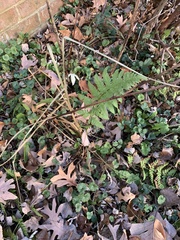 Dryopteris carthusiana
