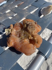 Aplidium stellatum