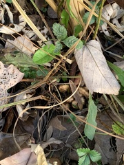 Dryopteris carthusiana