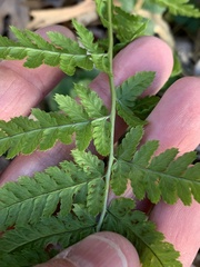 Dryopteris carthusiana