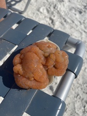 Aplidium stellatum