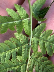Dryopteris carthusiana