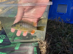 Lepomis macrochirus × cyanellus