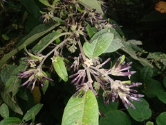 Cestrum tomentosum
